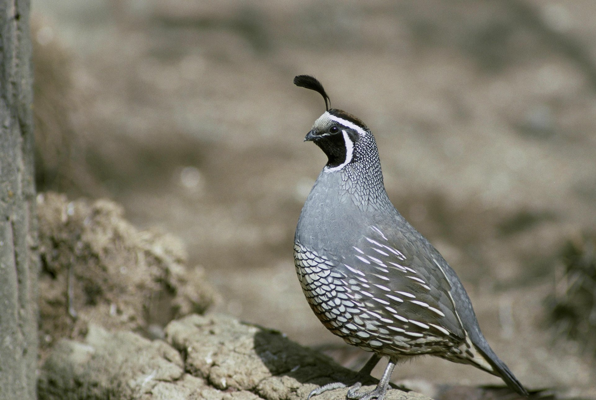 A detailed 4K Ultra HD image of a quail bird standing on rocky terrain, showcasing its distinctive feather patterns and plume.