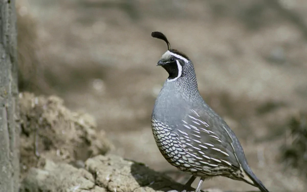 A detailed 4K Ultra HD image of a quail bird standing on rocky terrain, showcasing its distinctive feather patterns and plume.