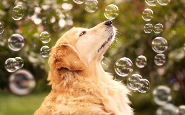 HD desktop wallpaper featuring a golden retriever surrounded by bubbles, facing upward with a serene expression. Lush greenery serves as the backdrop.