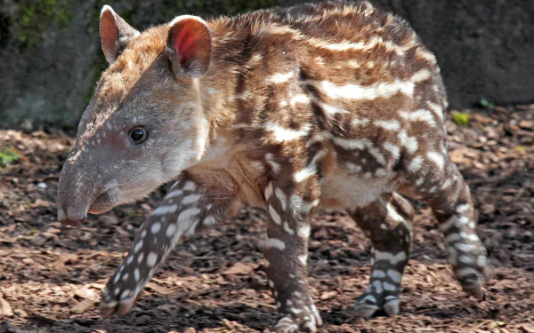 HD desktop wallpaper featuring a young tapir with distinctive striped and spotted fur, walking on forest floor with dappled sunlight.