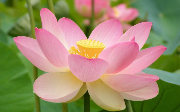 A vibrant pink lotus flower blooms amidst lush green leaves, showcasing the beauty of nature in this HD desktop wallpaper and background.