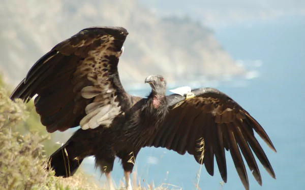 bird Animal condor HD Desktop Wallpaper | Background Image