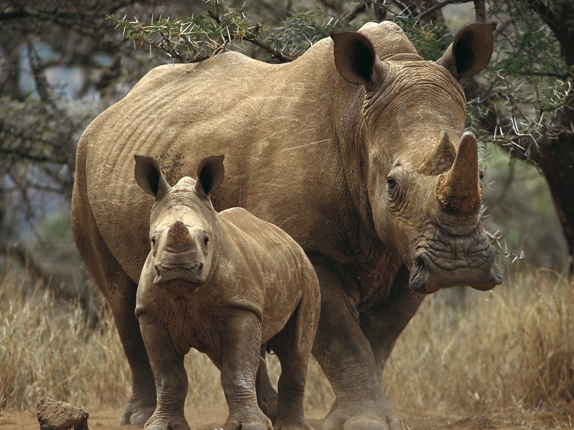 Top 50 hình nền động vật con Tê Giác – Rhino 4k Ultra full hd