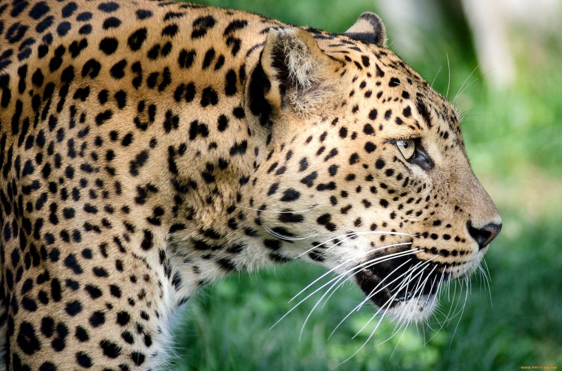 Jaguar Full HD Wallpaper and Background Image | 2048x1351 | ID:456276