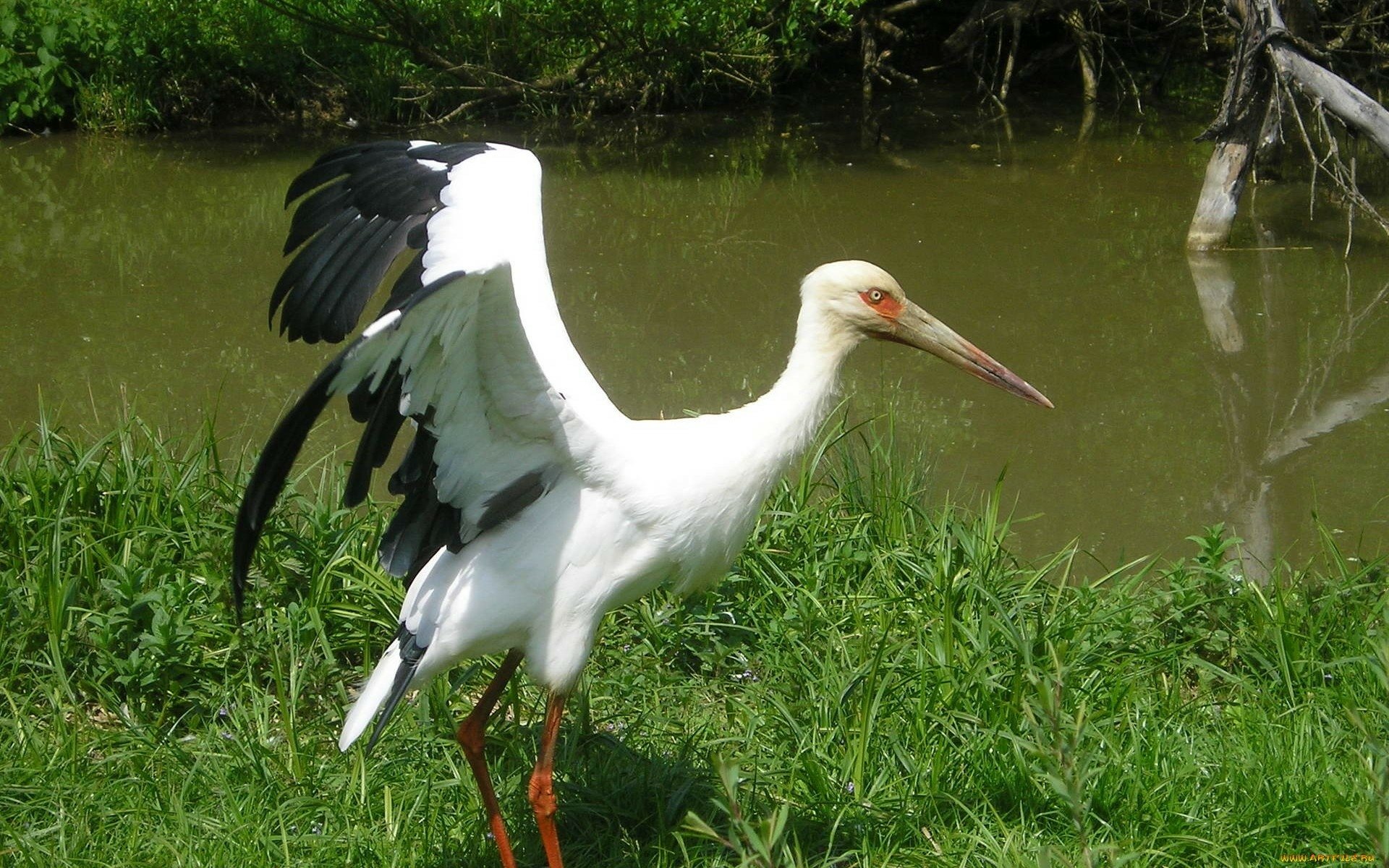 Download Animal Maguari Stork HD Wallpaper