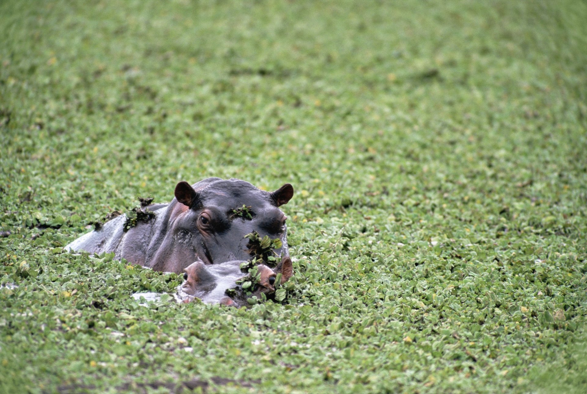4K Ultra HD PC desktop wallpaper of an animal hippo partially submerged in dense green duckweed, its eyes and ears above water with small birds perched on its back.