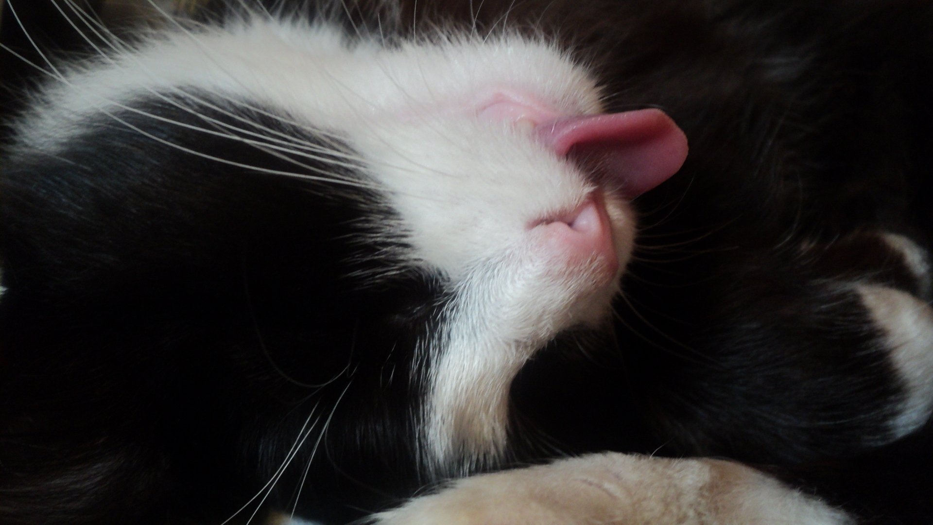 Download Tongue Animal Cat HD Wallpaper