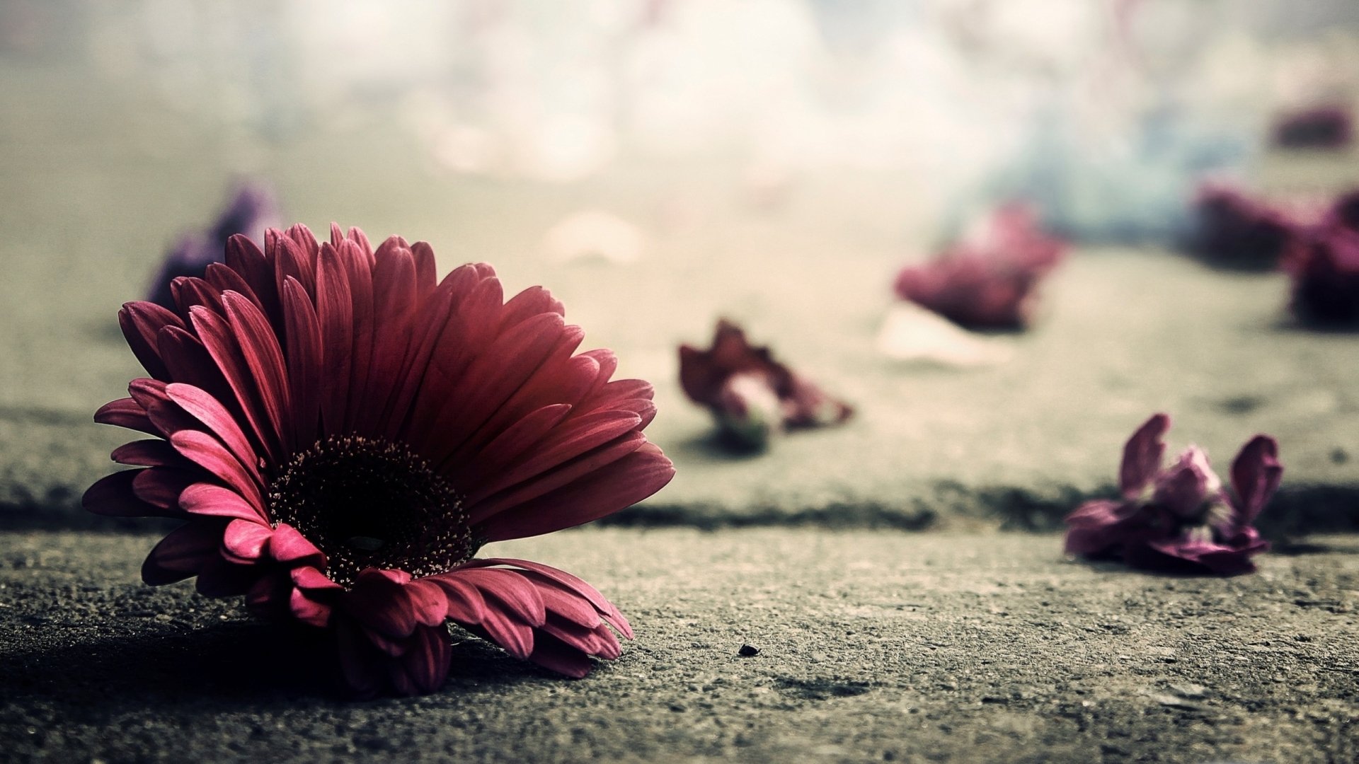 HD desktop wallpaper featuring a vibrant red gerbera flower on a textured surface with scattered petals, evoking a serene, natural ambiance.
