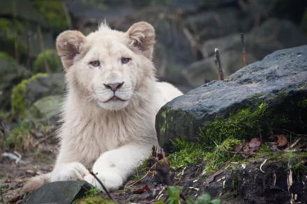 A high-definition desktop wallpaper featuring a majestic white lion resting peacefully among rocks and greenery.