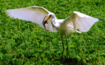 Animal egret HD Desktop Wallpaper | Background Image