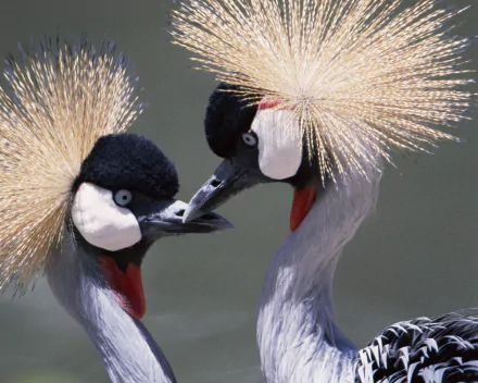Animal Grey crowned crane HD Desktop Wallpaper | Background Image