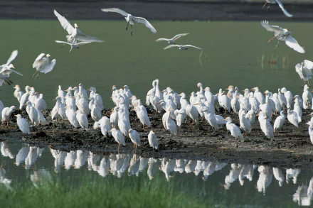 Animal egret HD Desktop Wallpaper | Background Image