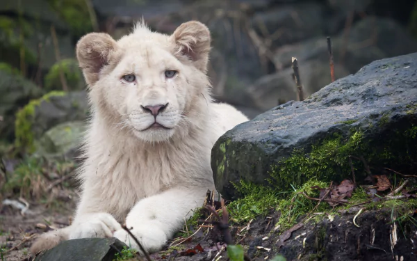 A high-definition desktop wallpaper featuring a majestic white lion resting peacefully among rocks and greenery.
