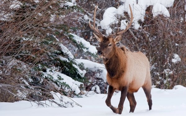 Animal Deer HD Wallpaper | Background Image