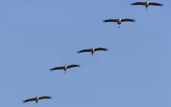 Animal Crane (bird) HD Desktop Wallpaper | Background Image