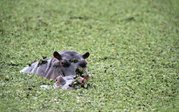 4K Ultra HD PC desktop wallpaper of an animal hippo partially submerged in dense green duckweed, its eyes and ears above water with small birds perched on its back.