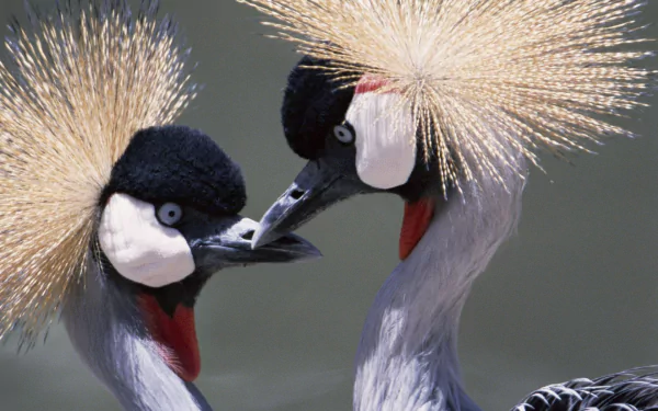 Animal Grey crowned crane HD Desktop Wallpaper | Background Image
