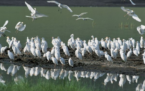 Animal Egret Birds Egrets HD Wallpaper | Background Image