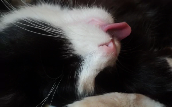 tongue Animal cat HD Desktop Wallpaper | Background Image