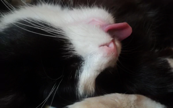 Tongue