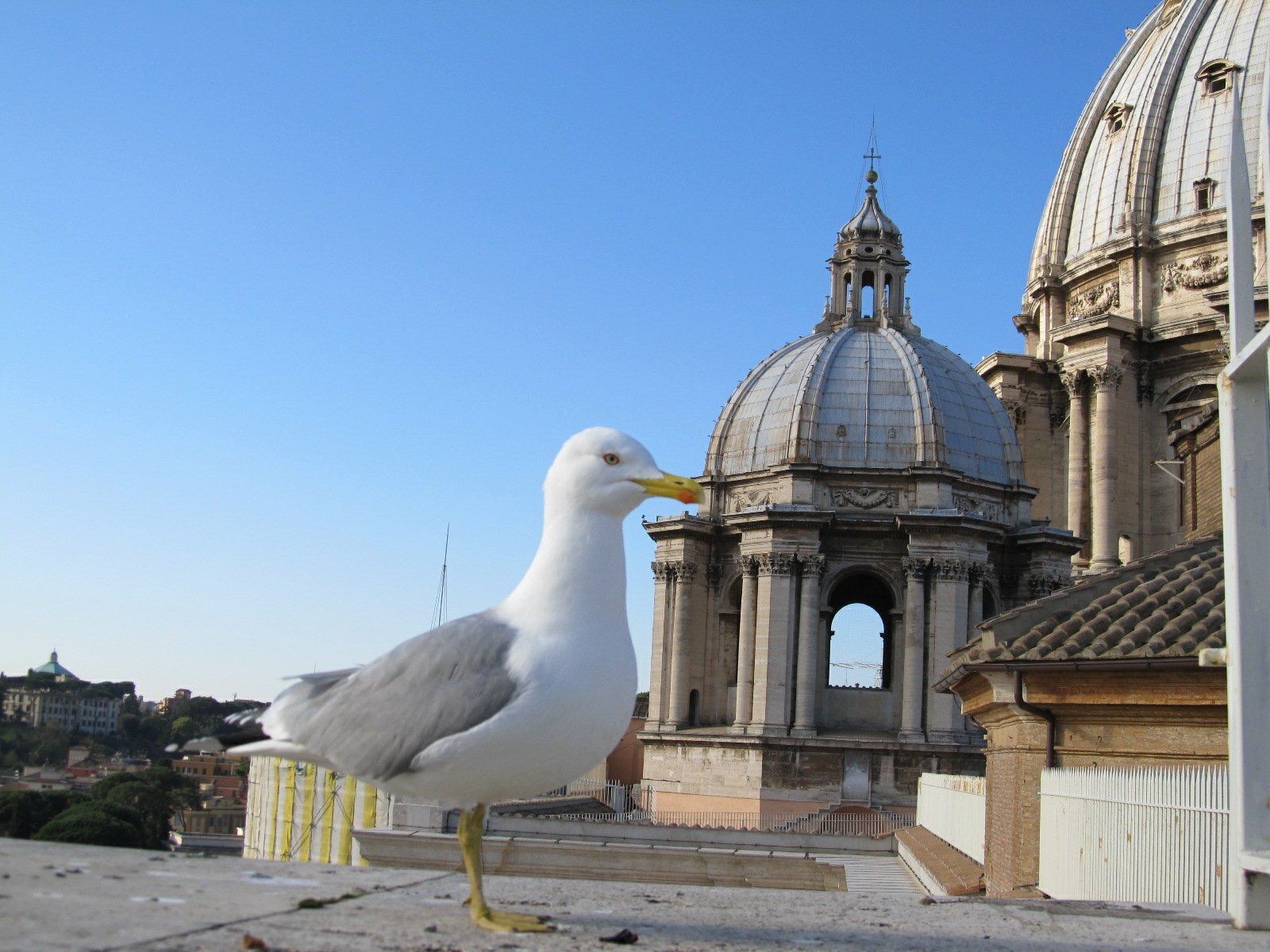 Download Bird Animal Seagull Wallpaper