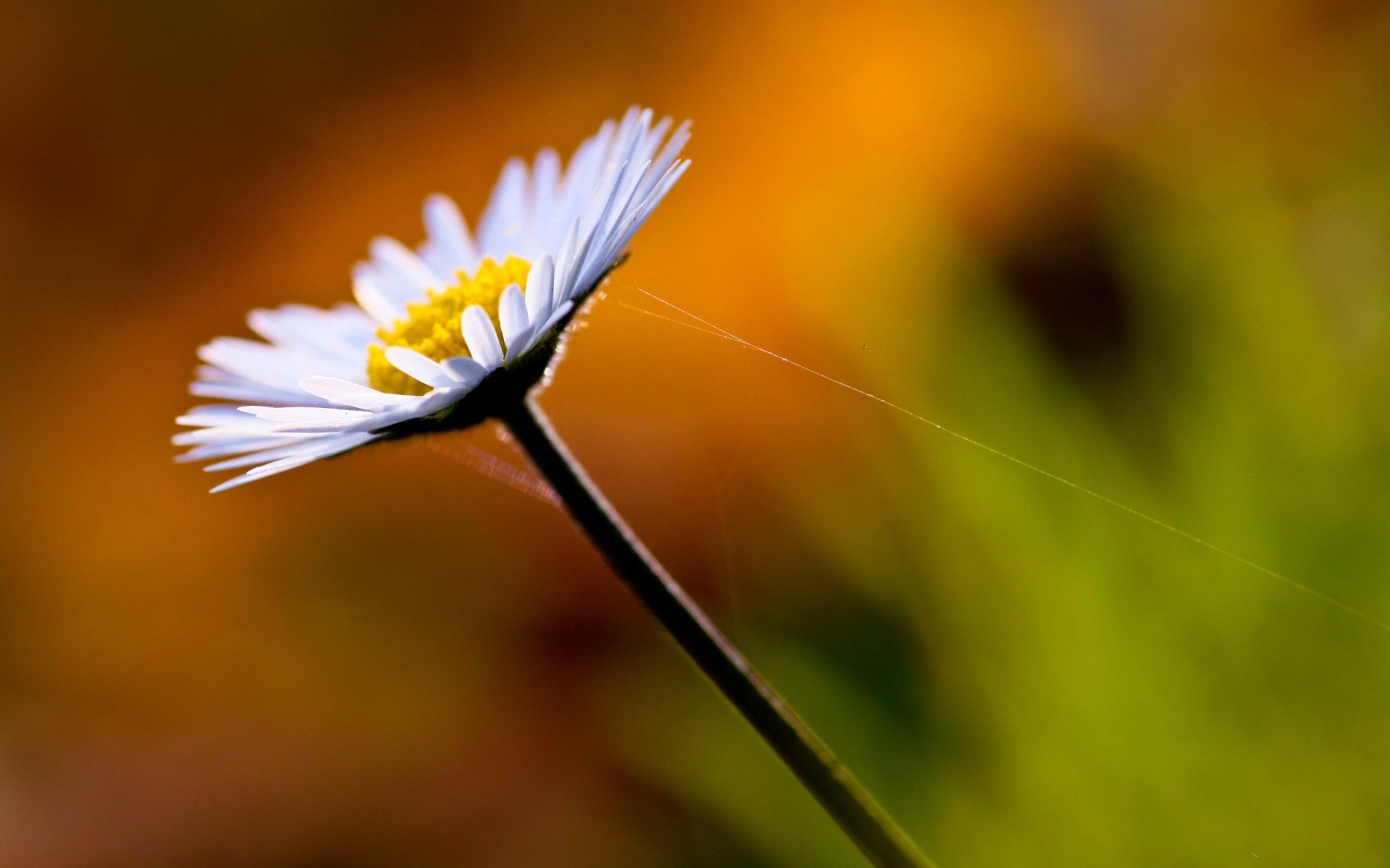 HD desktop wallpaper featuring a close-up of a single daisy against a vibrant, softly blurred nature background.