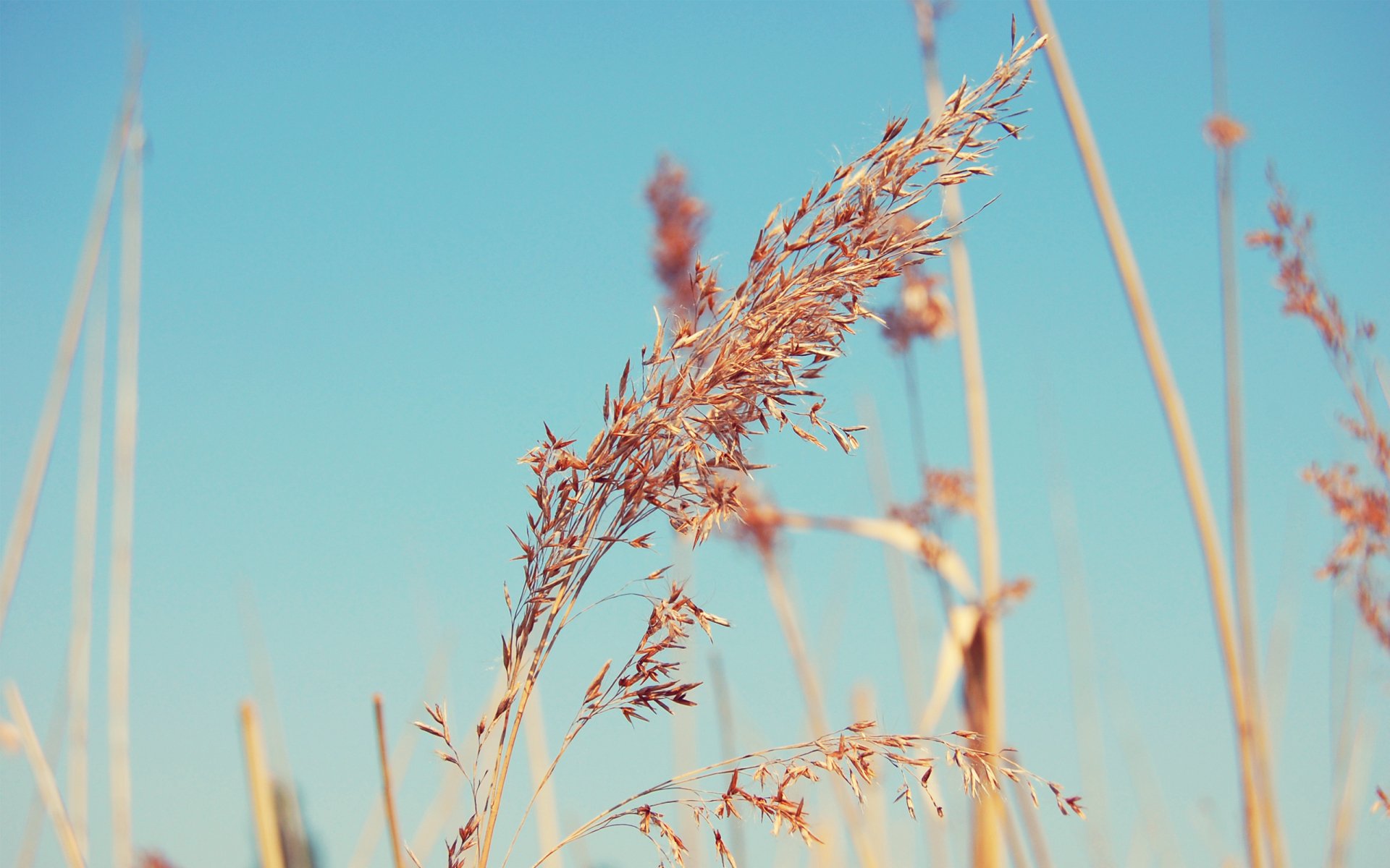 Download Nature Grass HD Wallpaper