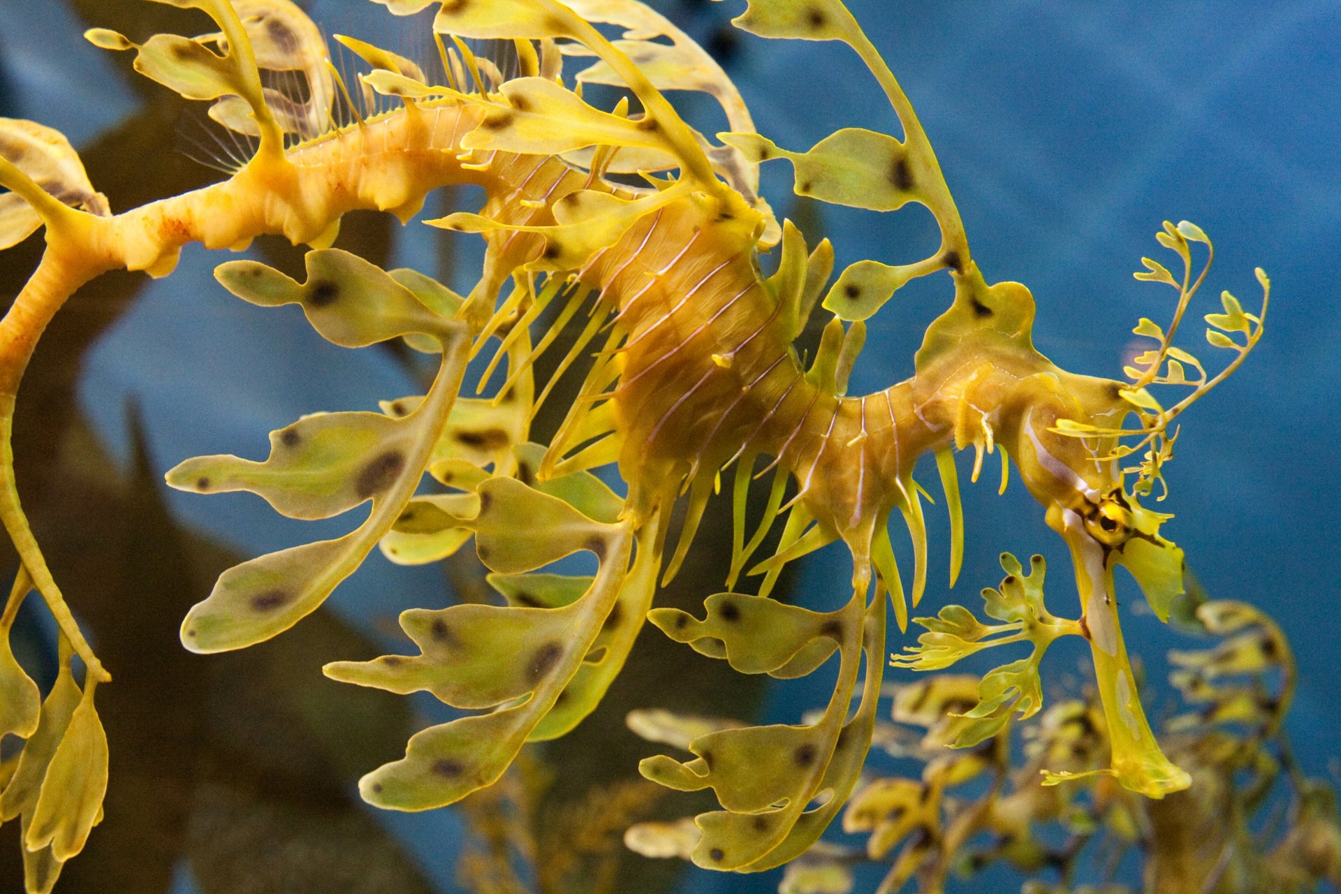 Download Seahorse Animal Leafy Seadragon 4k Ultra HD Wallpaper