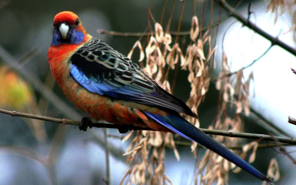 A vibrant crimson rosella bird perched on a branch, showcasing its colorful feathers in a detailed HD PC desktop wallpaper background.
