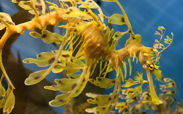 Download Seahorse Animal Leafy Seadragon HD Wallpaper