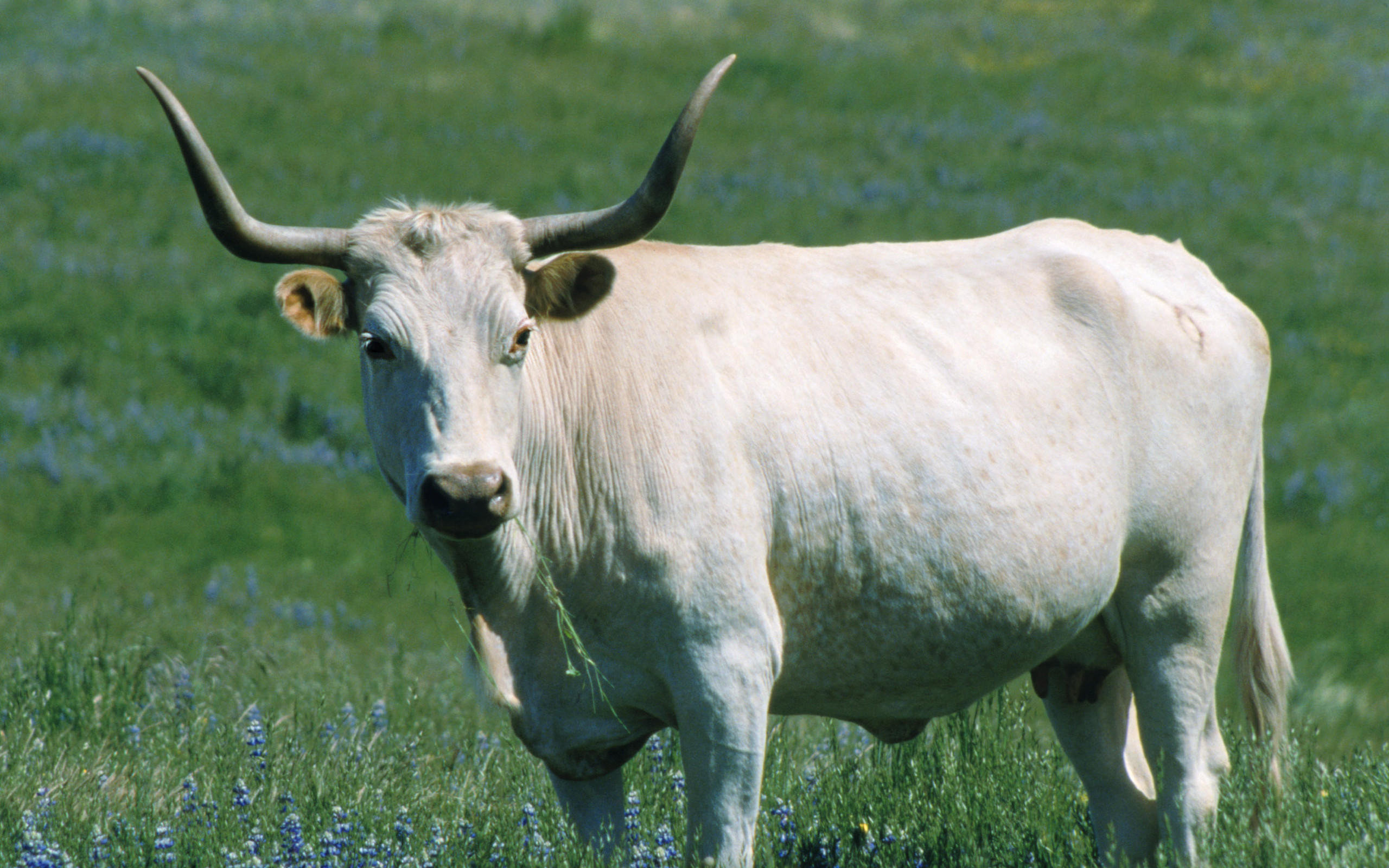 Animal Cow HD Wallpaper | Background Image