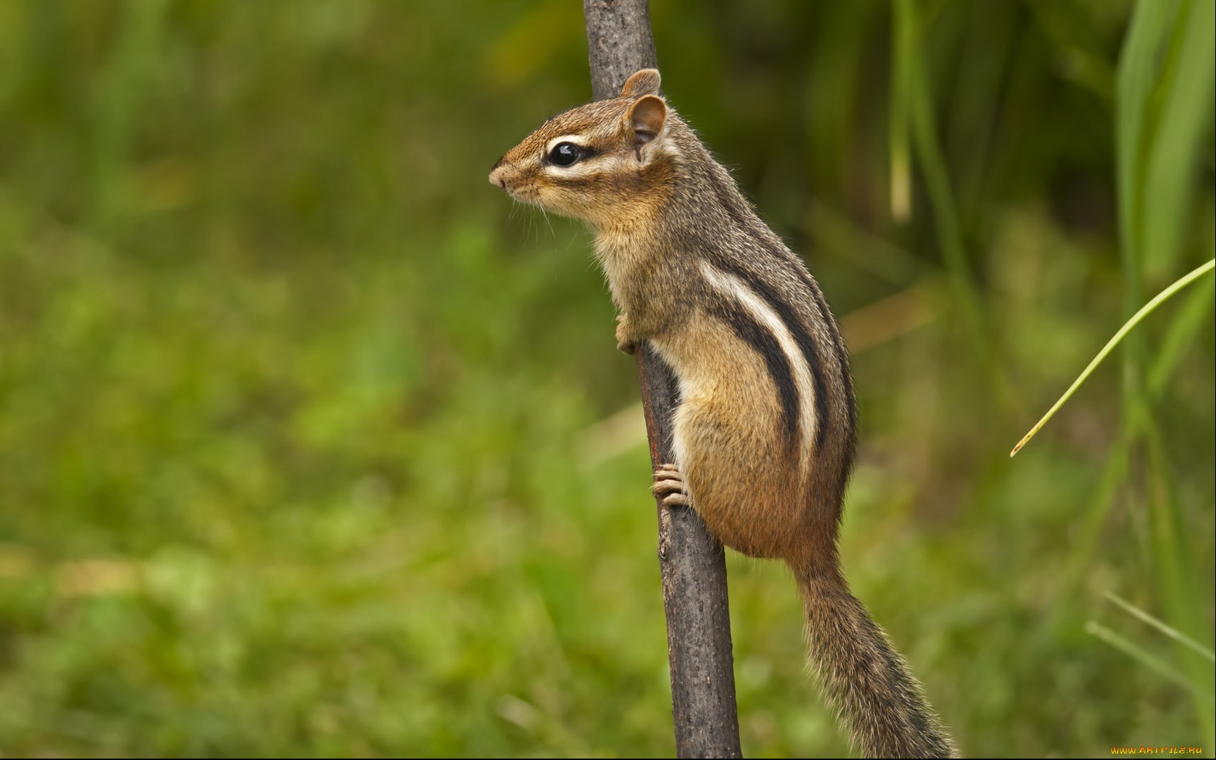 picture of a chipmunk