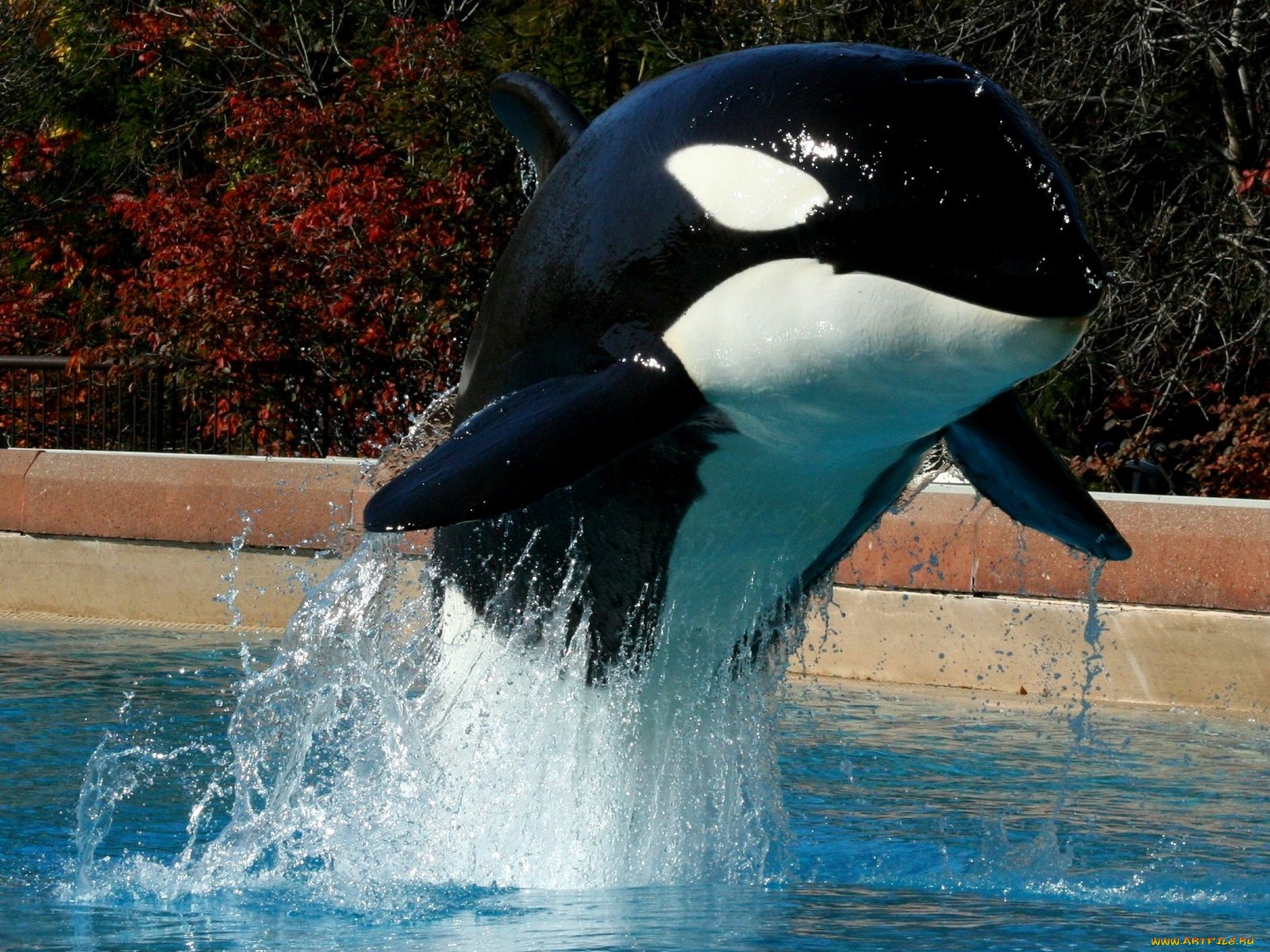 seaworld killer whale wallpaper