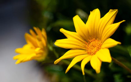 A vibrant yellow flower in full bloom, surrounded by lush greenery, captured in high definition, making an eye-catching nature-themed desktop wallpaper.