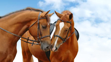 Two horses gently nuzzle each other against a bright blue sky, creating an engaging and serene scene for a high-definition desktop wallpaper and background.