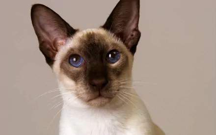 HD PC desktop wallpaper and background: close-up of an animal — a blue‑eyed Siamese cat against a neutral backdrop.