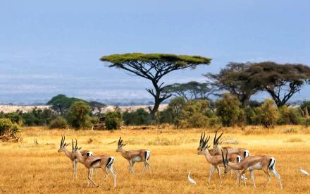 A group of Thomson's gazelles grazing in a savanna landscape with acacia trees under a clear blue sky, captured in an HD PC desktop wallpaper.