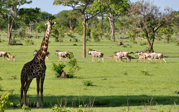 4K Ultra HD desktop wallpaper featuring a giraffe standing in a lush green savanna with other grazing animals and scattered trees under a clear sky.