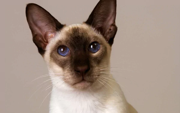 HD PC desktop wallpaper and background: close-up of an animal — a blue‑eyed Siamese cat against a neutral backdrop.