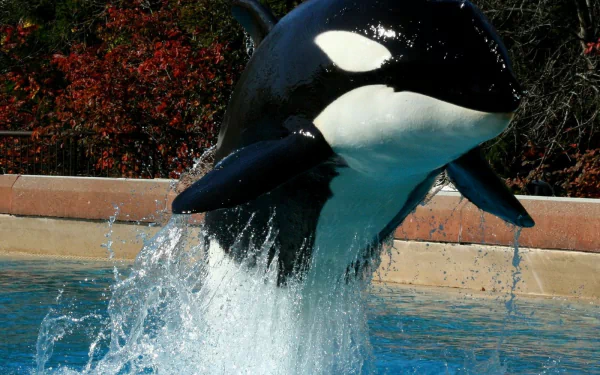 A striking HD wallpaper featuring an orca leaping through water, showcasing its powerful physique and dynamic movement against a vibrant background.