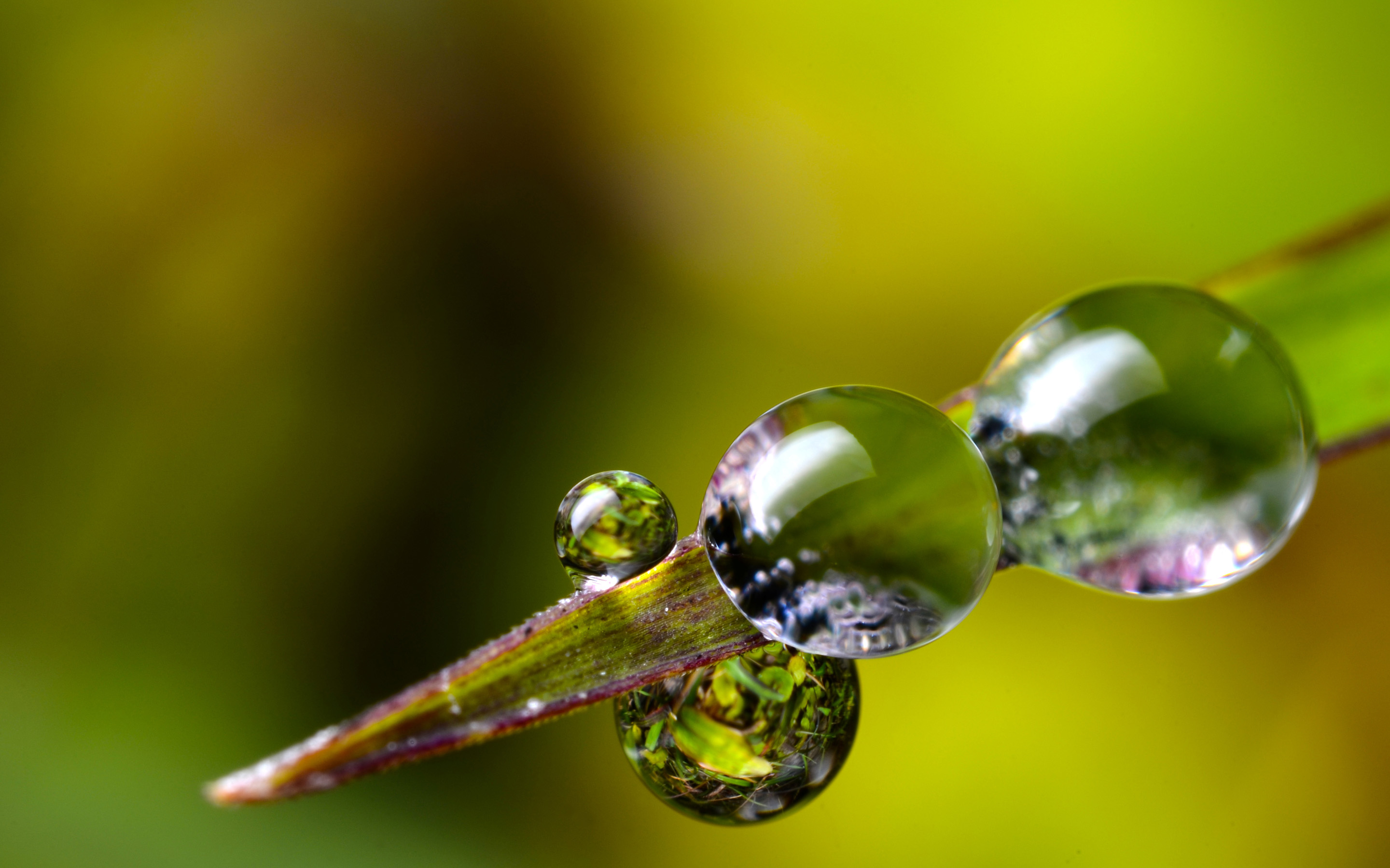 Download Nature Water Drop HD Wallpaper