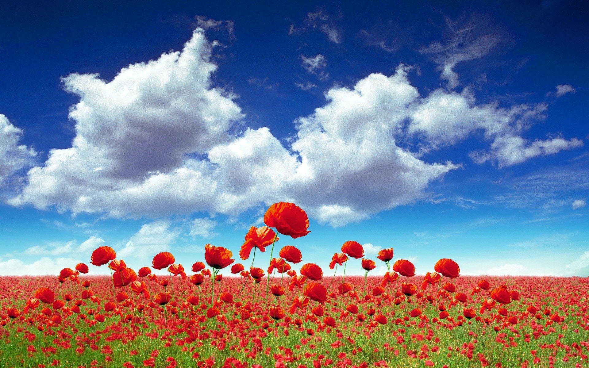 Poppy HD Wallpaper | Background Image | 1920x1200 | ID:459109 ...