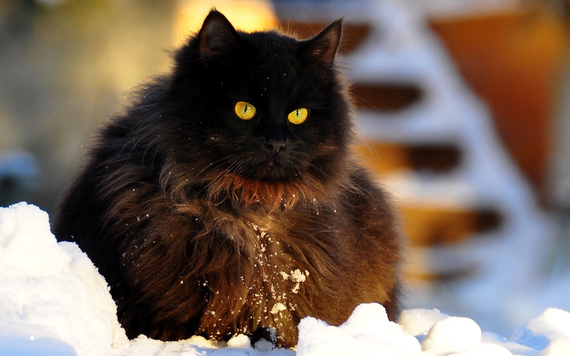 Пушистые кошки зимой