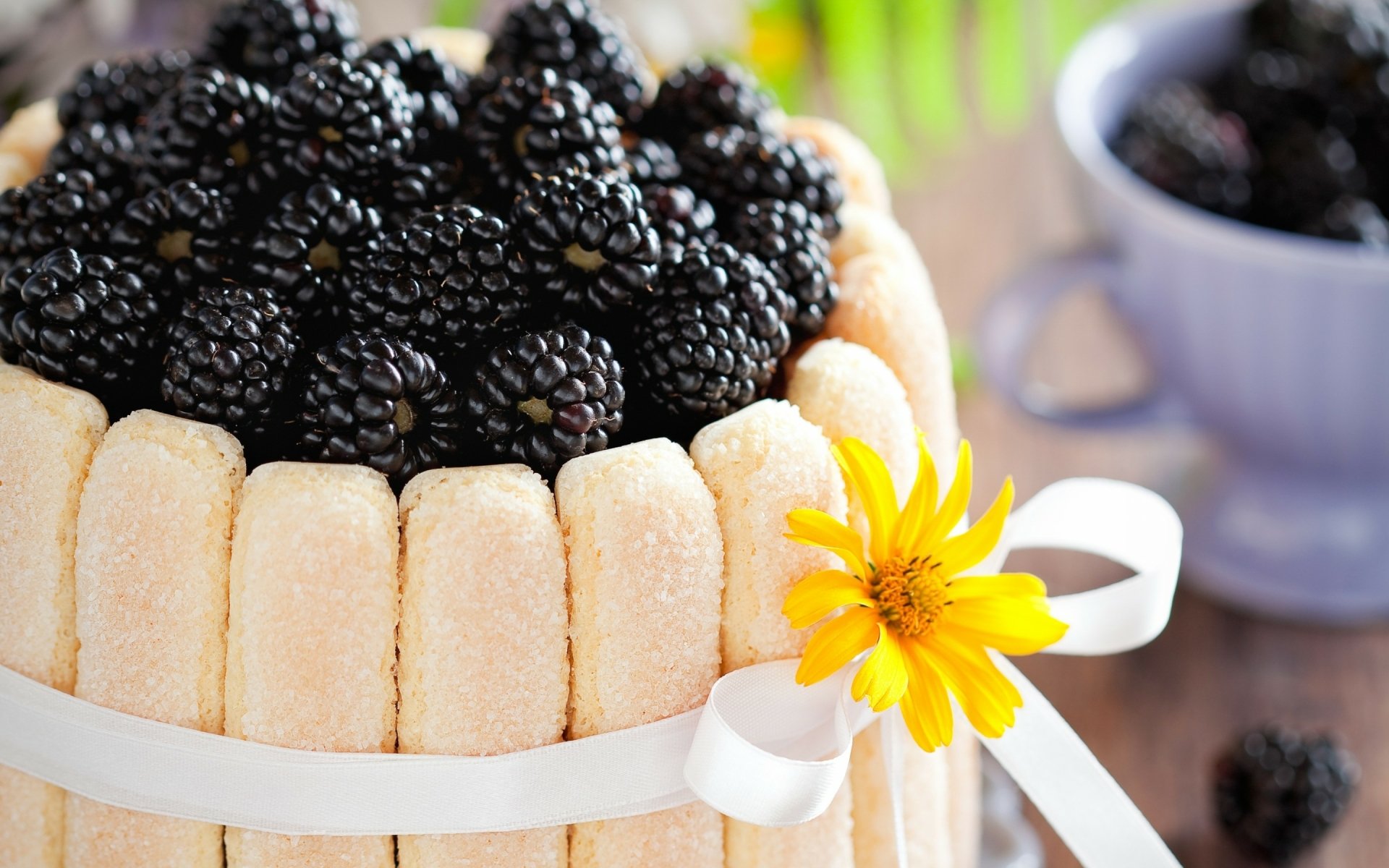 Food image of a blackberry-topped charlotte framed by ladyfingers, ribbon and a yellow flower, presented as a vibrant 2K Quad HD PC desktop wallpaper and background.