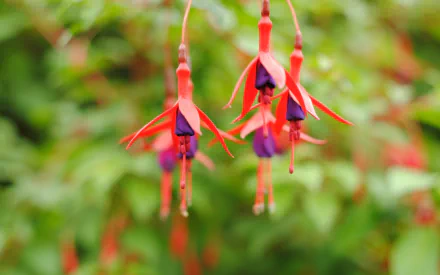 HD desktop wallpaper featuring vibrant fuchsia flowers hanging gracefully against a soft-focus green nature background.