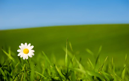 nature daisy HD Desktop Wallpaper | Background Image