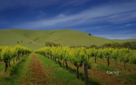 man made vineyard HD Desktop Wallpaper | Background Image