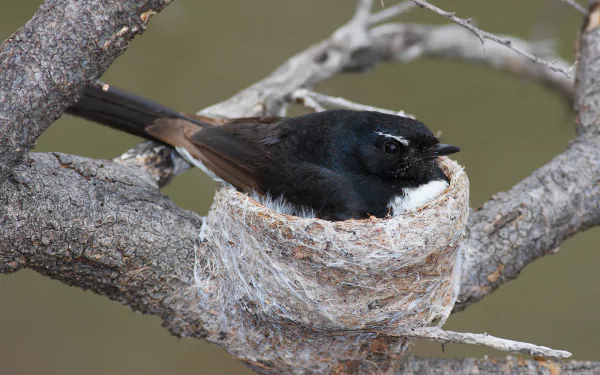 HD desktop wallpaper of a Willie-wagtail bird perched in its nest on a tree branch, showcasing this small wagtail species in its natural outdoor habitat.