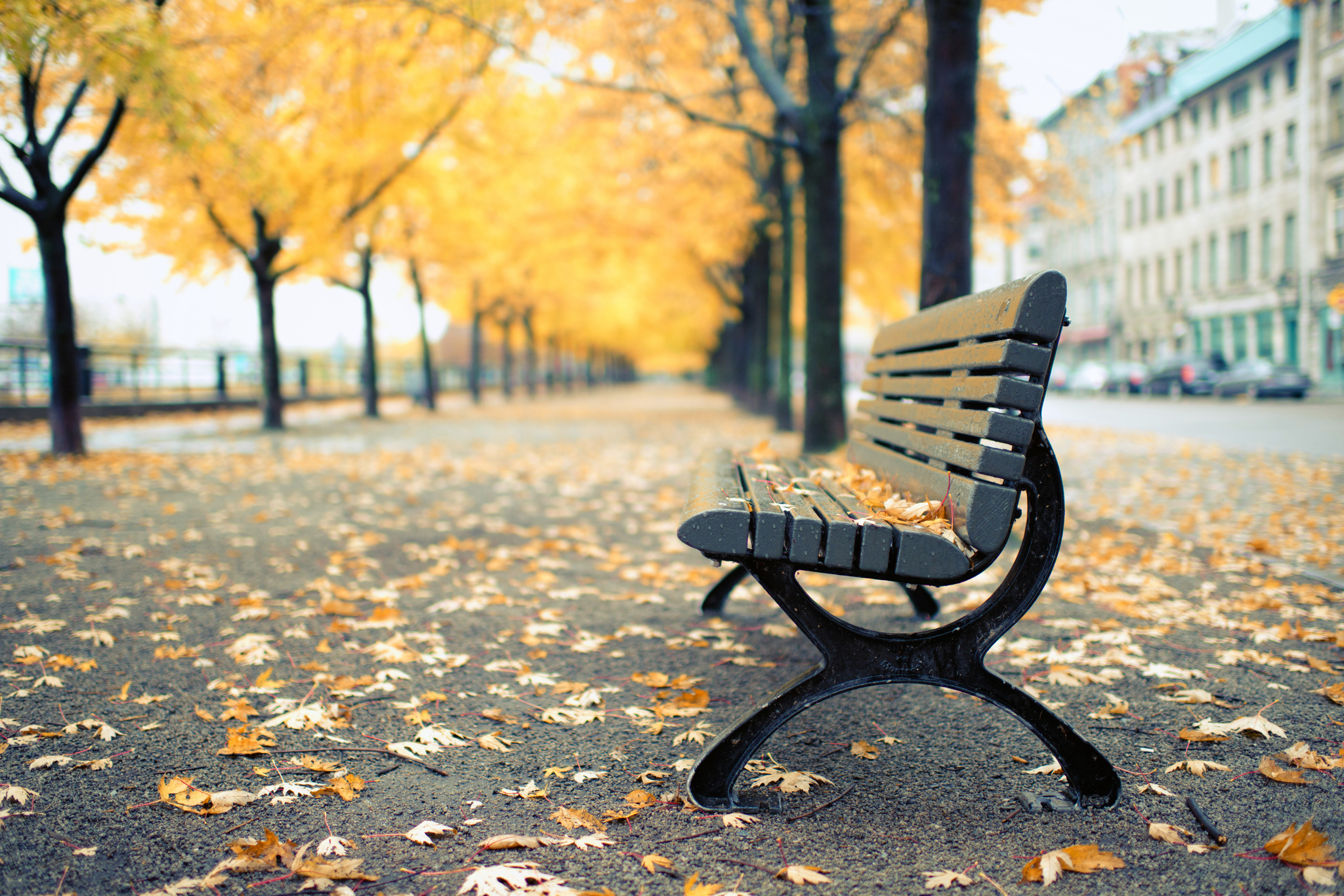 Download Man Made Bench Hd Wallpaper