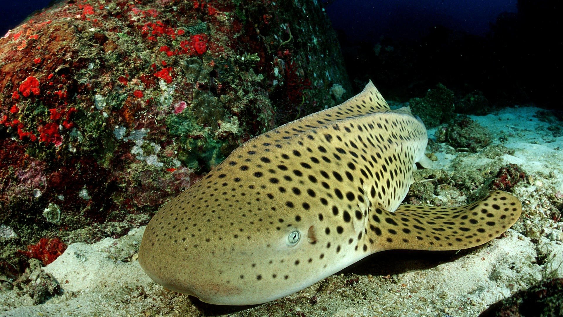 HD PC desktop wallpaper featuring a close-up of a leopard shark resting on the ocean floor near a colorful coral reef.